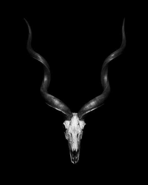 Antelope Skull, Greater Kudu, Antler Tattoos, Online Mood Board, Sick Drawings, Vulture Culture, The Occult, Occult Art, Motorcycle Art