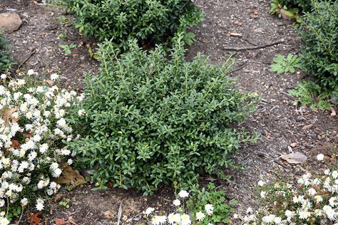 Click to view full-size photo of Soft Touch Japanese Holly (Ilex crenata 'Soft Touch') at Hicks Nurseries Japanese Holly, Ilex Crenata, Holly Shrub, Low Maintenance Shrubs, Foundation Planting, How To Attract Birds, Starter Plants, Woodland Garden, Evergreen Shrubs