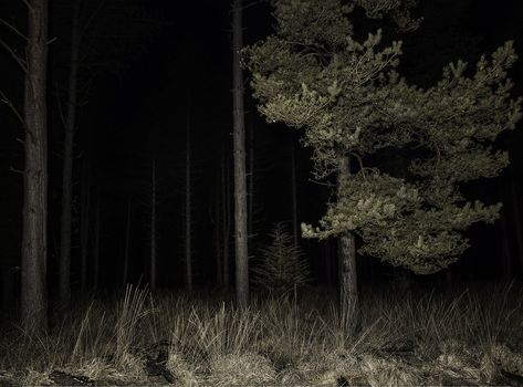 Creepy Woods, The Woods, Creepy Backgrounds, Dark Forest Aesthetic, Apocalypse Aesthetic, Dark Woods, Dark Tree, Haunted Forest, Dark Grunge