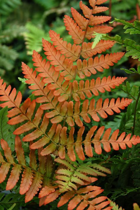 Stone Walls Garden, Fall Landscaping, Autumn Fern, Leaf Projects, Ferns Garden, Forest Mural, Tropical Painting, Macro Flower, Peach Trees