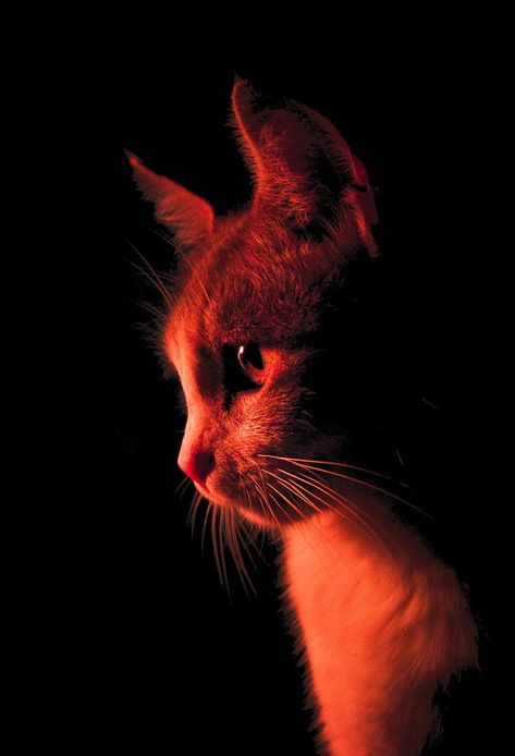 Red Cat Cat Watch, Cat Tattoo Designs, Xmas Lights, Red Cat, Cat Aesthetic, Cat Wallpaper, Cat Painting, Red Aesthetic, Warrior Cats