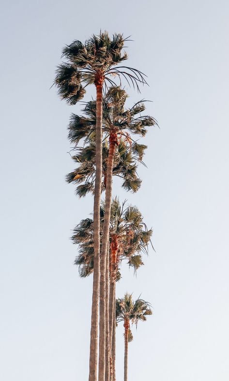 Worm's Eye View Photography, Palm Tree Images, Worms Eye View, Palm Tree Photography, Palm Trees Wallpaper, View Photography, Los Angeles Beaches, Ocean Sounds, Full Hd Wallpaper