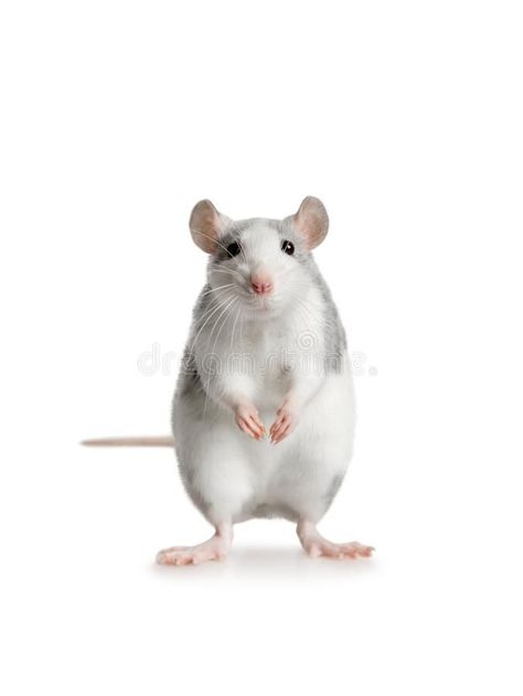 Rat Sitting, Rats Cute, Cute Rats, Rats, Cool Art, Stock Photos, Google Search, Animals, Art