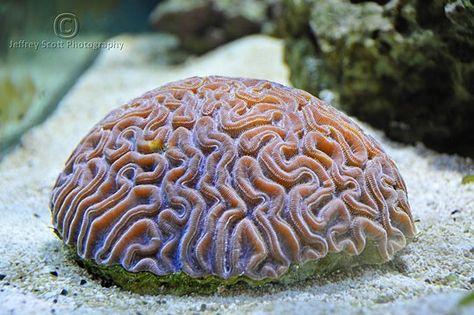 The Diverse Beauty of Coral Reef Photography - Stockvault.net Blog Coral Reef Photography, Hyperbolic Geometry, Saltwater Aquariums, Artificial Reef, Brain Coral, Cnidaria, Nature Artists, Natural Structures, Underwater Creatures