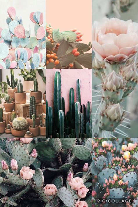 Rooftop Garden, Cactus Mood Board, Cactus Aesthetic, Color Journal, Normal Design, Glass House Design, Branding Images, Rooftop Gardens, Cactus Rose