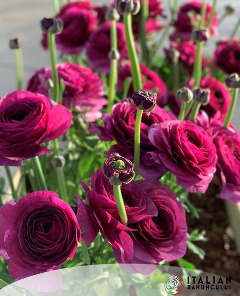 Italian Ranunculus | Maybe we should not post pictures of items we cannot offer… But sometimes we cannot help ourself. A variety like Success Sherry is one of... | Instagram Italian Ranunculus, Ranunculus, Post Pictures, Canning, Instagram