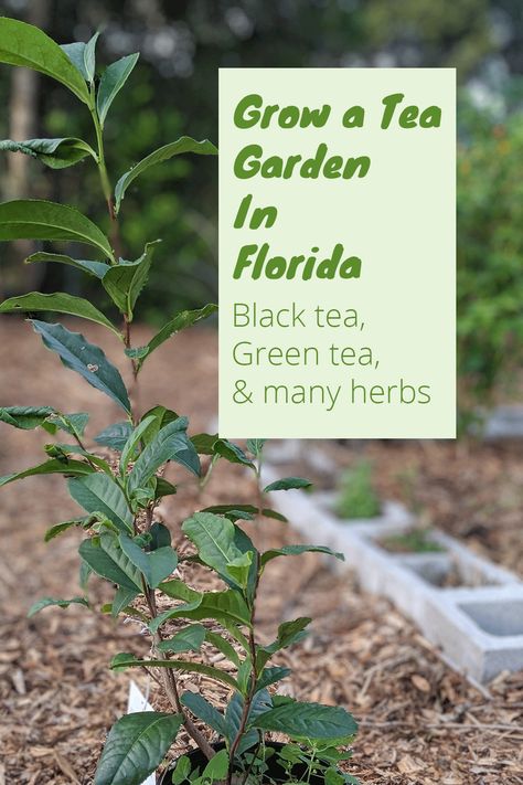 In Florida we can grow common tea and many other herbs to make a fantastic tea garden. Herbs To Grow In Florida, Florida Food Garden, Flowers For Florida Gardens, Tea Garden Plants List, Tea Garden Layout, Florida Herb Garden, Florida Gardening Vegetable, Florida Homesteading, Florida Garden Ideas