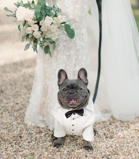 French Bulldog Wedding, Dog Wedding Outfits, Formal Dog, Dog Wedding Attire, Custom Tuxedo, Dog Tuxedo, French Dogs, Dog Suit, Birthday Dog