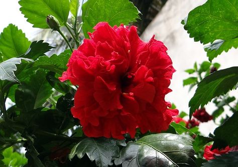 China Rose, Hibiscus Double, Rosa Sinensis, Shoe Flower China Rose Flower, Rosa China, Flowers For Algernon, Gardening Tips And Tricks, Flowers In The Attic, Lawn Alternatives, Hibiscus Rosa Sinensis, Easy Gardening, Rose Flower Pictures