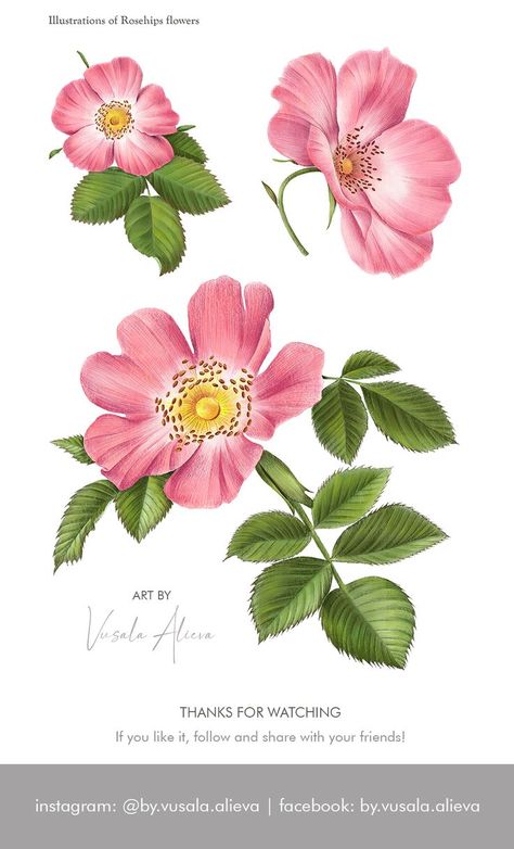 #rosehip #dog-rose #illustration #botanical Dog Rose Illustration, Wild Rose Illustration, Alaskan Flowers, Sweetpea Flower, Rose Flower Illustration, Botanical Tattoo Sleeve, Wild Rose Tattoo, Wild Rose Flower, Flora Illustration