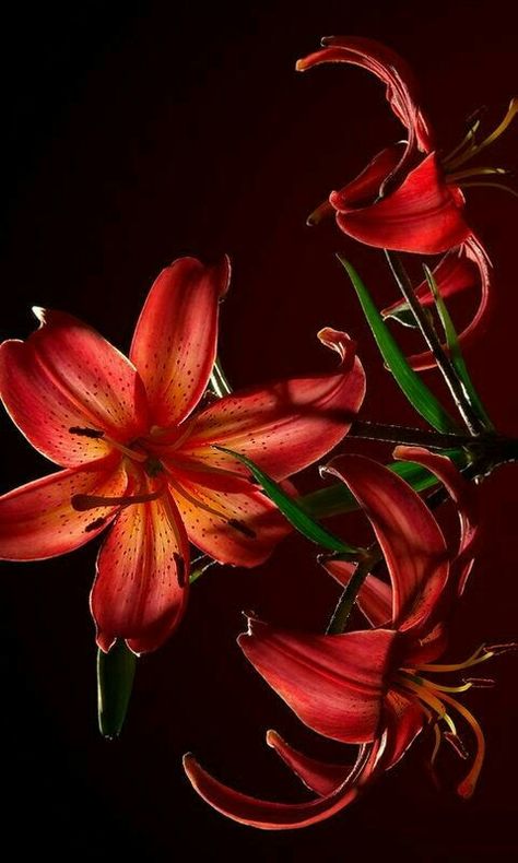 Dragon Lilly, Lily Wallpaper, Red Lily, Nothing But Flowers, Trending Pins, Iphone Wallpaper Photos, Flower Therapy, Phone Wallpaper Patterns, Pretty Plants