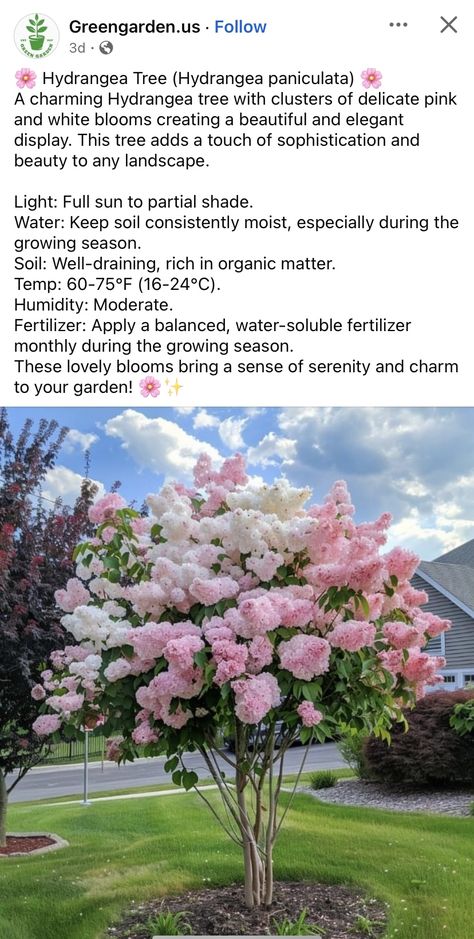 Hydrangea Tree, Planting Tips, Future Garden, Plant Aesthetic, House Diy, Pretty Plants, Plants Flowers, Plant Mom, Lawn And Garden