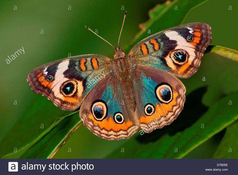 Blue Common Buckeye Butterfly Junonia Coenia Stock Photo, Royalty ... Common Buckeye Butterfly, Buckeye Butterfly, Colorful Moths, Cool Insects, Beautiful Butterfly Pictures, Beautiful Butterfly Photography, Butterfly Species, Butterfly Photos, Beautiful Bugs