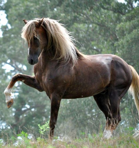 Spirited liver chestnut Morgan gelding with flaxen mane and tail - Missouri Morgans. (Photo by Vali Suddarth) Liver Chestnut, Morgan Horse, Most Beautiful Horses, Majestic Horse, Horse World, Chestnut Horse, Brown Horse, Horse Drawings, All The Pretty Horses