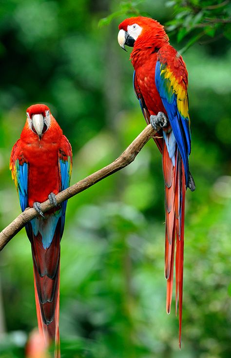 Scarlet macaws are large, brightly-colored parrots. They mostly eat nuts, leaves, berries, and seeds, but have been observed eating fruits poisonous enough to kill other animals. Scientists think they also eat clay to neutralize the plant toxins. Parrot Wallpaper, Birds For Sale, Macaw Parrot, Surfboard Art, Colorful Parrots, Aquarium Design, Parrot Bird, Bird Pictures, Exotic Birds