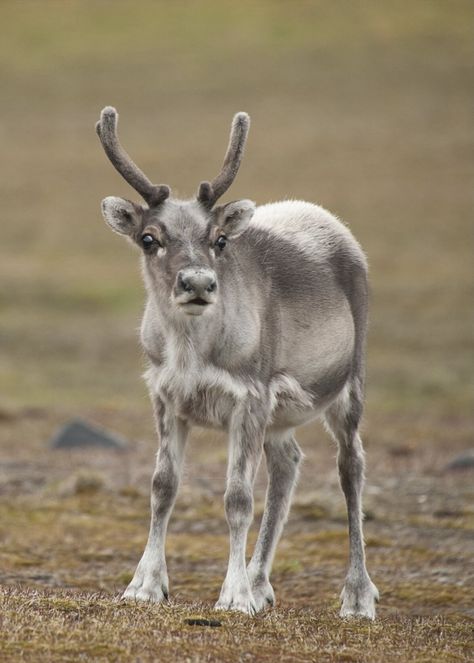 A young Svalbard reindeer (Rangifer tarandus platyrhynchus), a small subspecies of reindeer found on the Svalbard archipelago of Norway. Deer Breeds, Svalbard Reindeer, Female Reindeer, Water Deer, Reindeer Plush, Moose Deer, Baby Reindeer, Deer Family, Winter Animals