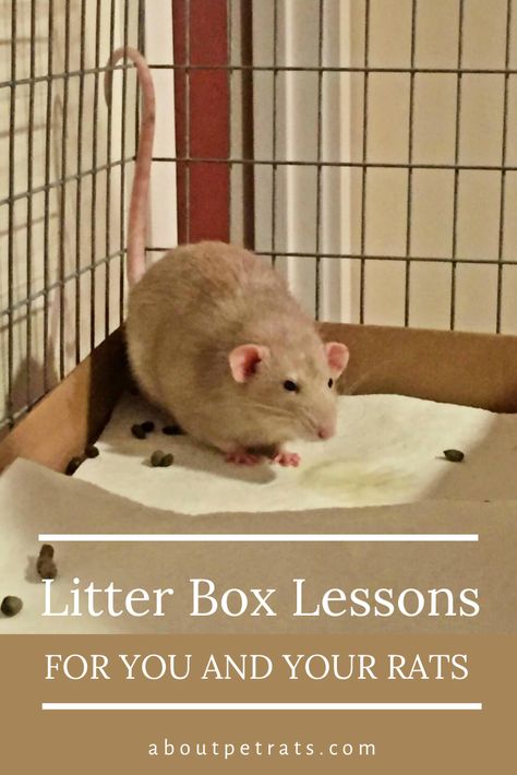 Rat Cage Ideas Diy How To Make, Rat Homes Ideas, Rat Enclosure Diy, Rat House Ideas, Rats Cage Ideas, Rat Habitat Diy, Diy Rat Toys Ideas, Rat Body Language, Rat Enrichment Diy