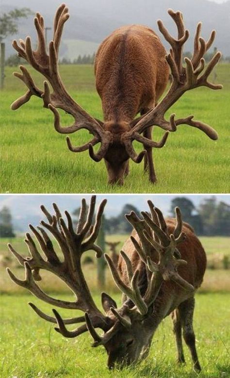 #Wildlife #Deer #Rack #Antlers #Photography #Nature Pudu Deer, Animal References, Unusual Animals, Rare Animals, Majestic Animals, Wildlife Animals, Character Ideas, Weird Animals, Animal Planet