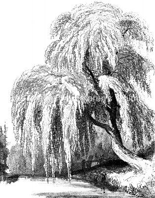 Weeping Willow Tree Sketch, Weeping Willow Drawing, Weeping Willow Tree Drawing, Willow Tree Sketch, Willow Tree Lights, Willow Drawing, Willow Tree Drawing, Tree Branch Light, Willow Tree Branch