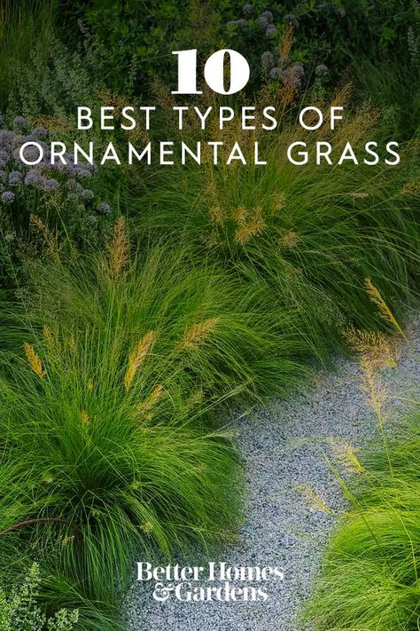 Ornamental Grass Border Ideas, Deer Grass Plant, Prairie Dropseed Garden, Perennial Grasses Zone 5, Deer Grass Landscaping, Deer Resistant Ornamental Grasses, Native Grasses Landscaping, Ornamental Grasses Full Sun, Perrenial Grasses