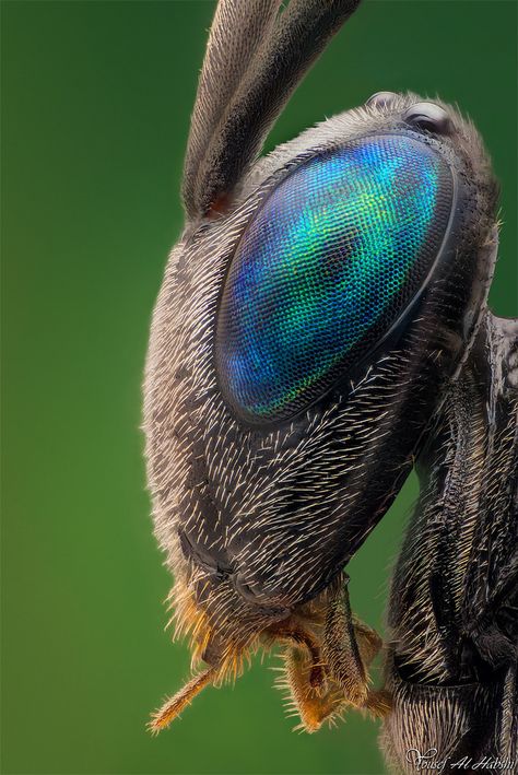 Not surprisingly, this is one of my MOST POPULAR RE-PINS... A fascinating micro picture of a so called simple Ensign Wasp. Enlare to see the DETAILS of the #opal look blue & green colors in a bug's eye - TINY MIRACLES creation! #DdO:) - https://www.pinterest.com/DianaDeeOsborne/tiny-miracles/ -  See all the individual cells that gives vision, & hairs like fur - such detail, such an amazing design #eye that fills half the #insect head! Photo pinned via Robert Monroe's HOLY MACRO #Pinterest board. Alien Monsters, Macro Fotografie, Regard Animal, Mantis Religiosa, Foto Macro, Micro Photography, Cool Insects, Bees And Wasps, Cool Bugs