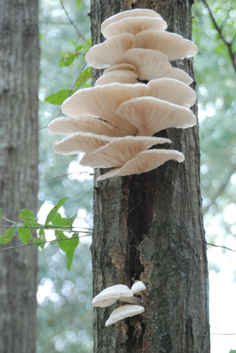 White oyster mushrooms growing on the side of a tree. Mushroom On Trees, Mushroom Growing On Tree, Mushrooms Growing On Trees, Mushroom On Tree, Tree With Mushrooms, Mushrooms On Trees, White Oyster Mushroom, Interesting Trees, Shelf Mushrooms