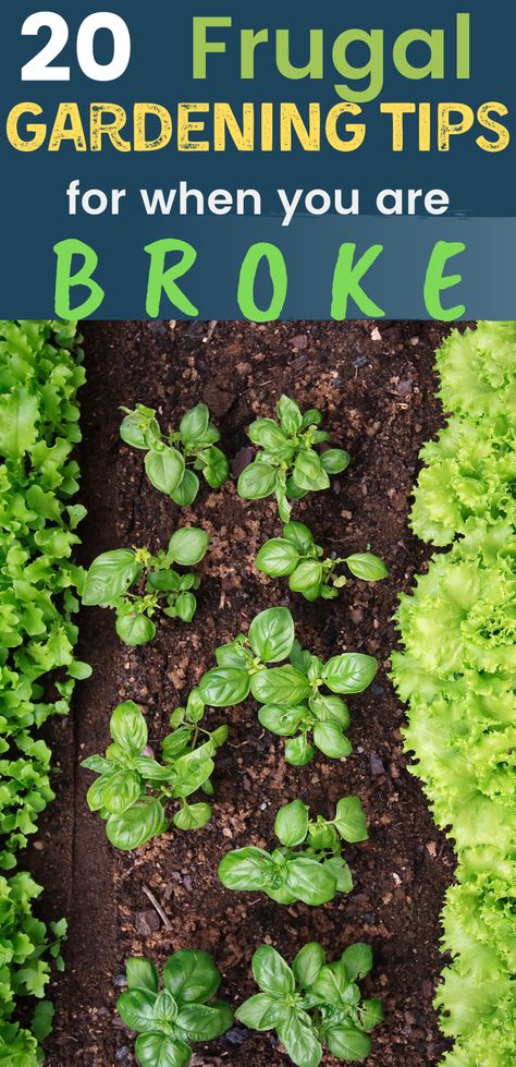 So, you're broke, but you still want to have a garden this year. Don't let the fear of the expense stop you from creating your dream garden. You can start gardening when your broke right now. Here are 20 frugal gardening tips to try. Frugal Gardening Ideas Diy, Broke Gardening, Starting A Garden From Scratch, How To Start A Garden For Beginners, Garden Inspiration Simple, Senior Gardening, Small Garden Hacks, Budget Garden Ideas, Hippie Garden Ideas