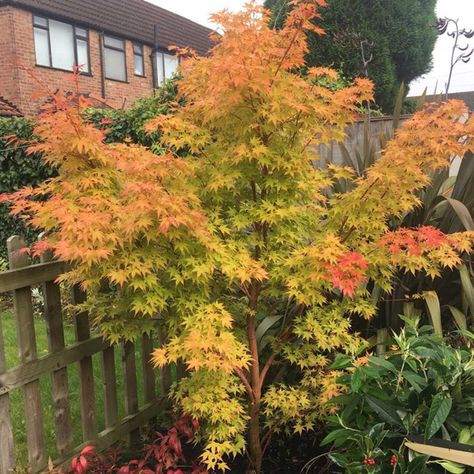 Acer Palmatum Sango-kaku Sango Kaku, Coral Bark Maple, Japanese Tree, Maple Trees, Asiatic Lilies, Japanese Maple Tree, Home Garden Plants, Acer Palmatum, Spring Bulbs