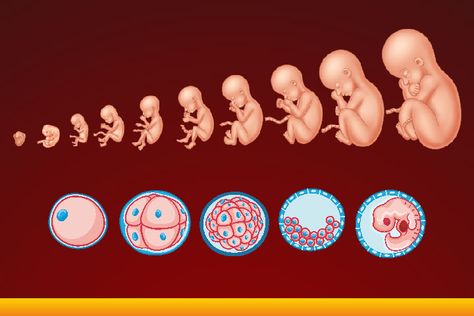 Motherhood Logo, Biology Jokes, Fertilization Process, Pregnancy Chart, Prenatal Development, Branches Of Biology, Embryonic Development, Medical Ultrasound, Human Embryo