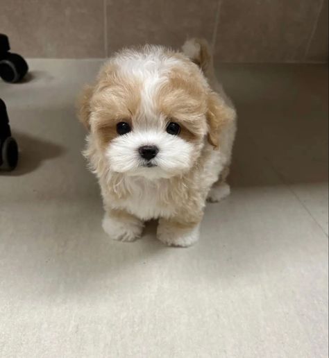 Small Fluffy Dogs, Tattoos Dog, Puppy Teacup, Big Dogs Breeds, Biggest Dog In The World, Teacup Poodle Puppies, Micro Teacup Puppies, Cute Fluffy Puppies, Dogs Tattoo