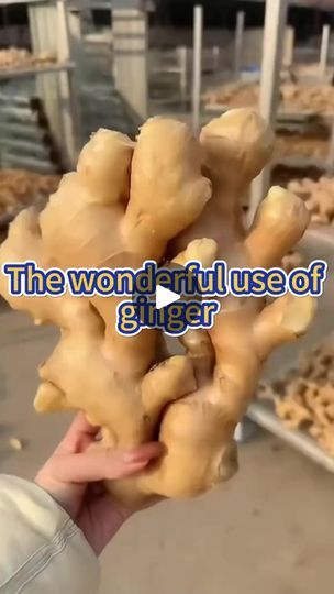 1.7M views · 63K reactions | The wonderful use of ginger in gardening #garden #planting #gardening #farming #gardeningtips #pesticides #ginger #veggiegarden | Agriculture 2.1 | Agriculture 2.1 · Original audio Backyard Crafts, Ginger Shots, Plant Fertilizer, Hanging Plants Outdoor, Cleaning Diy, Natural Repellent, Planting Tips, Garden Remedies, Ginger Shot