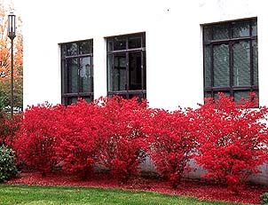 Dwarf burning bush in the fall- excellent color!! It prunes well so it makes a great landscaping shrub that looks nice up next to a home or building- or free set in the landscape. Burning Bush Shrub, Landscaping Bushes, Landscaping Succulents, Winter Landscaping, Lake Landscaping, Landscaping Shrubs, Landscaping Patio, Black Walnut Tree, Burning Bush