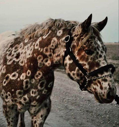 Rare Horse Colors, Unique Horses, Spotted Horse, Rare Horse Breeds, Regard Animal, Flipagram Instagram, Appaloosa Horses, Pretty Animals, Cute Horses