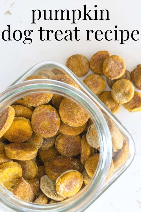 A recipe for Homemade Pumpkin Dog Treats. Additionally, this post discusses grains that you can use in your pumpkin dog biscuits and how to keep your homemade dog treats from molding. Pumpkin Puree Dog Treats Homemade, Homemade Dog Treats Pumpkin, Dog Pumpkin Treats, Pumpkin Puree Dog Treats, Pumpkin Dog Treats Homemade, Homemade Dog Treats With Pumpkin, Pumpkin Dog Treats Recipe, Dog Bakery Ideas, Homemade Pumpkin Dog Treats