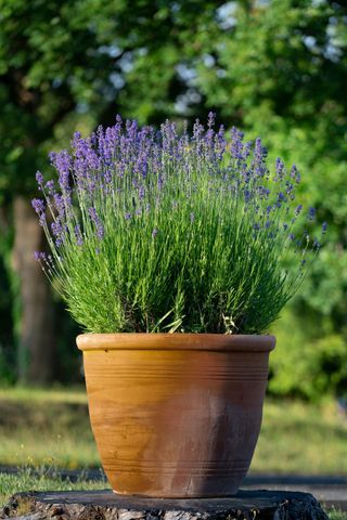 Lavender In A Pot, Lavender In Pots, Planting Lavender, Lavender Potted Plant, Lavender Plant Care, Potted Lavender, Lavender Bush, Gardening Tricks, Orchid Fertilizer