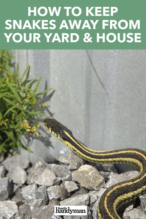 How To Get Rid Of Snakes Around House, How To Get Rid Of Snakes In Yard, Plants That Repel Snakes, How To Keep Snakes Out Of Yard, Snake Repelling Plants, Snake Repellant Plants, Snake Repellant, Garden Snake, Garden Snakes