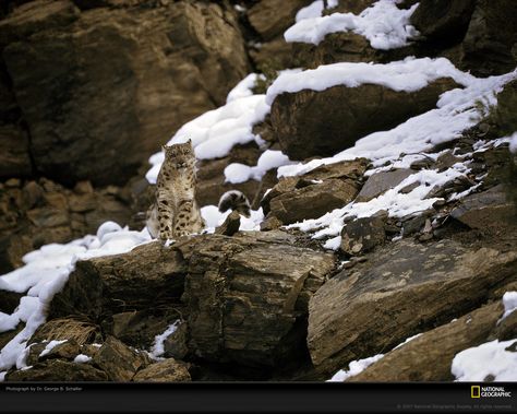 First Snow Leopard Photograph  Photograph by Dr. George B. Schaller    Photographed by Dr. George Schaller in the early 1970s, the first shots of snow leopards in the wild include this female Panthera uncia perched on a snowy crag in Pakistan's Chitral Valley. National Geographic published the first photographs of snow leopards in the wild in its November 1971 issue. Wildlife Photography National Geographic, Snow Leopard Habitat, Leopard Hunting, Snow Lion, Leopard Cub, Animal Science, Ghost Cat, National Geographic Photos, Snow Leopard