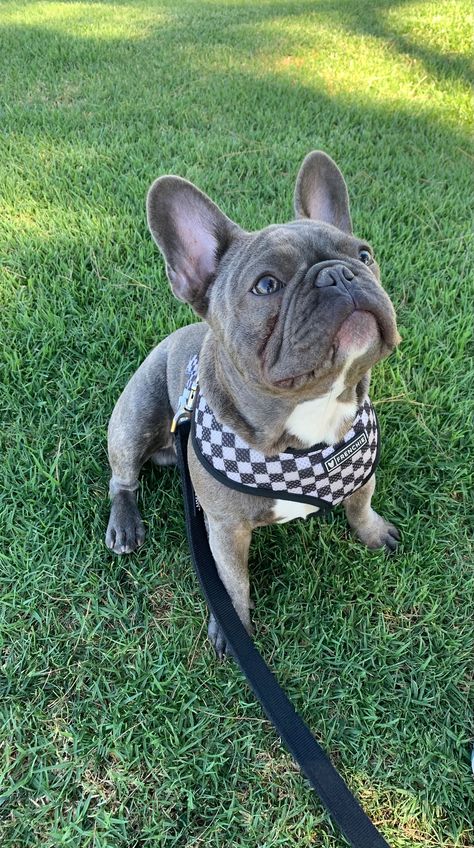 French Bulldog Grown Up, Frenchie Bulldog Puppy, French Bulldog Full Grown, French Bulldog Breeders, School Collage, French Bulldog Pictures, French Bulldog Harness, Fawn French Bulldog, French Bulldog Facts