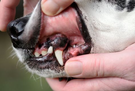 Dogs normally have pink gums, but they can change color if something isn't right in their body. Find out more about what your dog's gum color means. Saggy Belly, Normal Body Temperature, Sick Dog, Tooth Extraction, Periodontal Disease, Receding Gums, Runny Nose, Black Gums, Cold Therapy