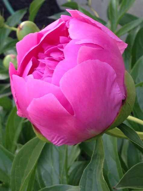 Promise of a Peony Closed Peony, Flower Reference, Peony Bud, Flower Doodles, Ranunculus, Abstract Wallpaper, Places Around The World, Flowers Photography, Garden Inspiration