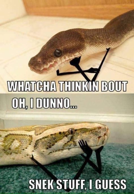 Mega-Mid-Week Animal Meme Collection (50 Memes And Pics) Cute Reptiles, Cute Snake, Pet Snake, Funny Animal Jokes, Memes Humor, Minecraft Designs, Funny Animal Memes, A Snake, Animal Jokes