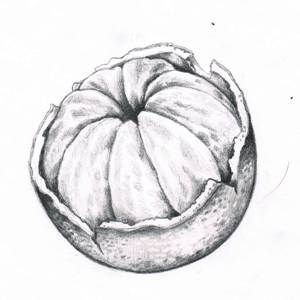 Pencil study - satsuma peeled Bottle Drawing, Gcse Art Sketchbook, Value In Art, Art Drawings Sketches Pencil, Still Life Drawing, Orange Art, Ink Sketch, Cool Art Drawings, Life Drawing