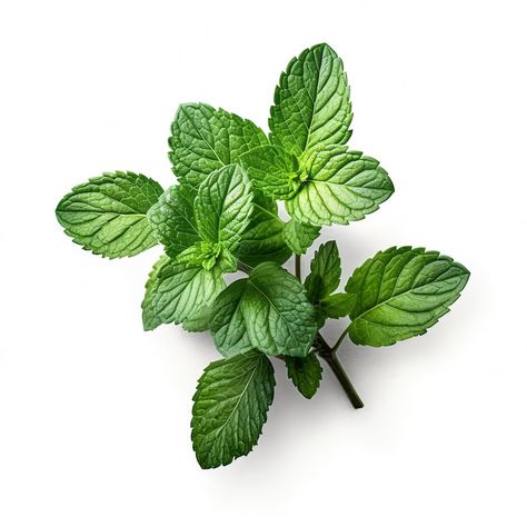 Alchemy Ingredients, Mint Illustration, Mint Photography, Mint Plant, Vertical Farm, Secret Files, Lemongrass Spa, Cooking Herbs, Mint Leaf