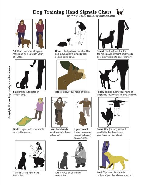 Dog Training Hand Signals http://www.dog-training-excellence.com/dog-training-hand-signals.html Hand Signals For Dogs, Dog Sign Language, Hunting Dog Training, Guard Dog Training, Dog Training Hand Signals, Dog Commands Training, Dog Hand Signals, Johnny Ringo, Puppy Training Schedule