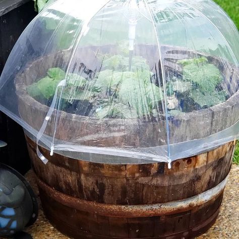 Use Clear Umbrellas From The Dollar Store For A DIY Greenhouse Hack Greenhouse Hacks, Traditional Greenhouses, Clear Umbrella, Lucky Plant, Home Design Magazines, Organic Soil, Mini Greenhouse, Diy Greenhouse, Garden Greenhouse