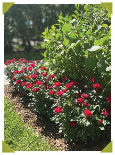 3 Ways to Enjoy Petite Knock Out® — The Knock Out® Family of Roses Petite Knockout Roses Landscaping, Knockout Roses In Landscaping Ideas, Petite Knockout Roses, Knock Out Roses Landscape Ideas, Knockout Roses In Landscaping, Double Knockout Roses, Knock Out Roses, Rose Hedge, Drift Roses