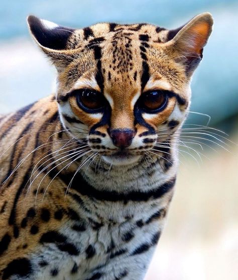 The Margay is a small cat native to Central and South America that is listed as a near-threatened species by the IUCN since 2008 because remaining populations are thought to be declining due to loss of habitat following conversion of forests. Margay Cat, Asian Leopard Cat, Small Wild Cats, Spotted Cat, Leopard Cat, Exotic Cats, Nocturnal Animals, Endangered Animals, Cheetahs