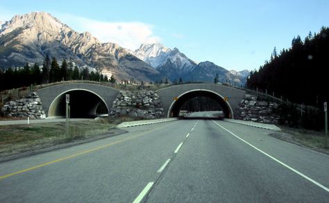 Wildlife Bridges: How They Make the Road Safer for All Canada Wildlife, Trans Canada Highway, Boards Of Canada, Conservation Biology, Canada Travel Guide, Boreal Forest, Long Road Trip, Banff National Park, A Bridge