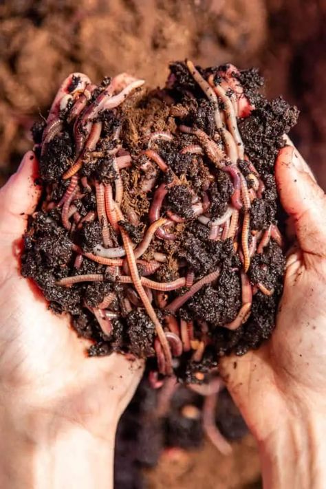 Are you looking to reduce your food waste? Do you want to compost in a small area, like an apartment? Do you want to easily make compost for house plants and container gardens? Then you need an earthworm farm! Come learn how to make an easy vermicompost bin to reduce food waste. #compost #zerowaste #wormfarm #vermicompost #sustainability Earthworm Farm, Make Compost, How To Compost, Worm Farm, Fruit Preserves, How To Make Jam, Food Projects, Earthworms, Container Gardens