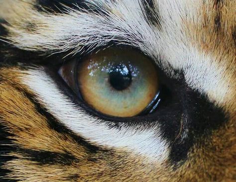 Eye Of The Tiger, Katie ♡ Tiger Eye Photography, Tiger Close Up Photography, Tiger Eye Close Up, Animal Eye Reference, Tiger Close Up, Animal Eye Photography, Animal Eyes Photography, Animal Eyes Close Up, Pet Portrait Tattoos